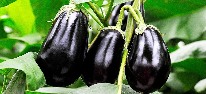 Eggplant: The Purple Powerhouse of Health and Nutrition