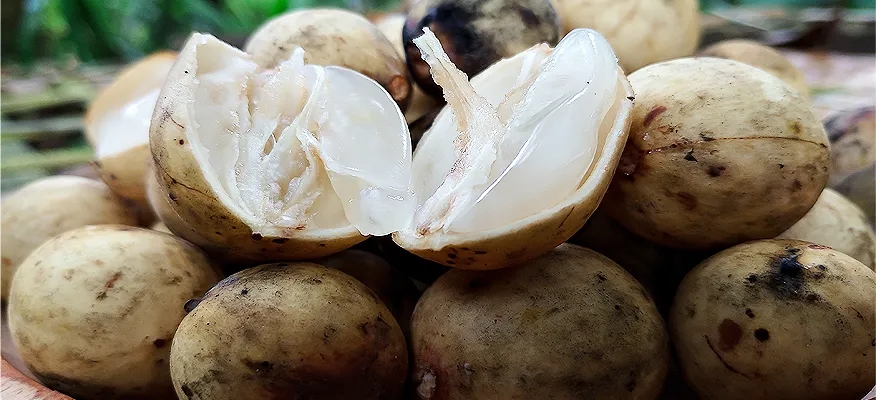 Health Benefits of Langsat Fruit (Lanzones)